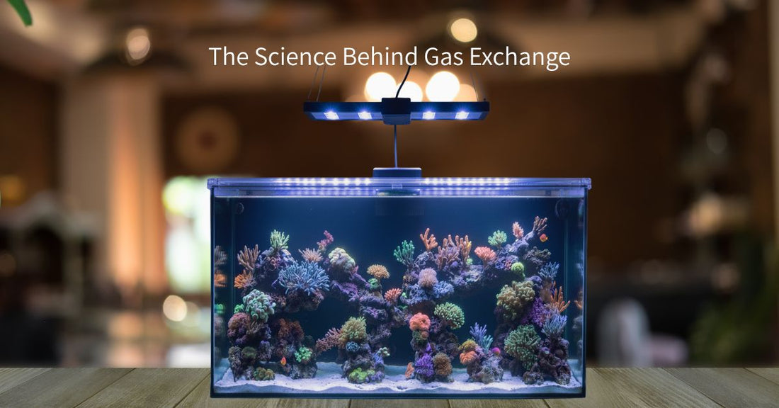 Salty Lids Science Behind Gas Exchange
