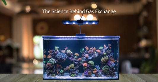 Salty Lids Science Behind Gas Exchange